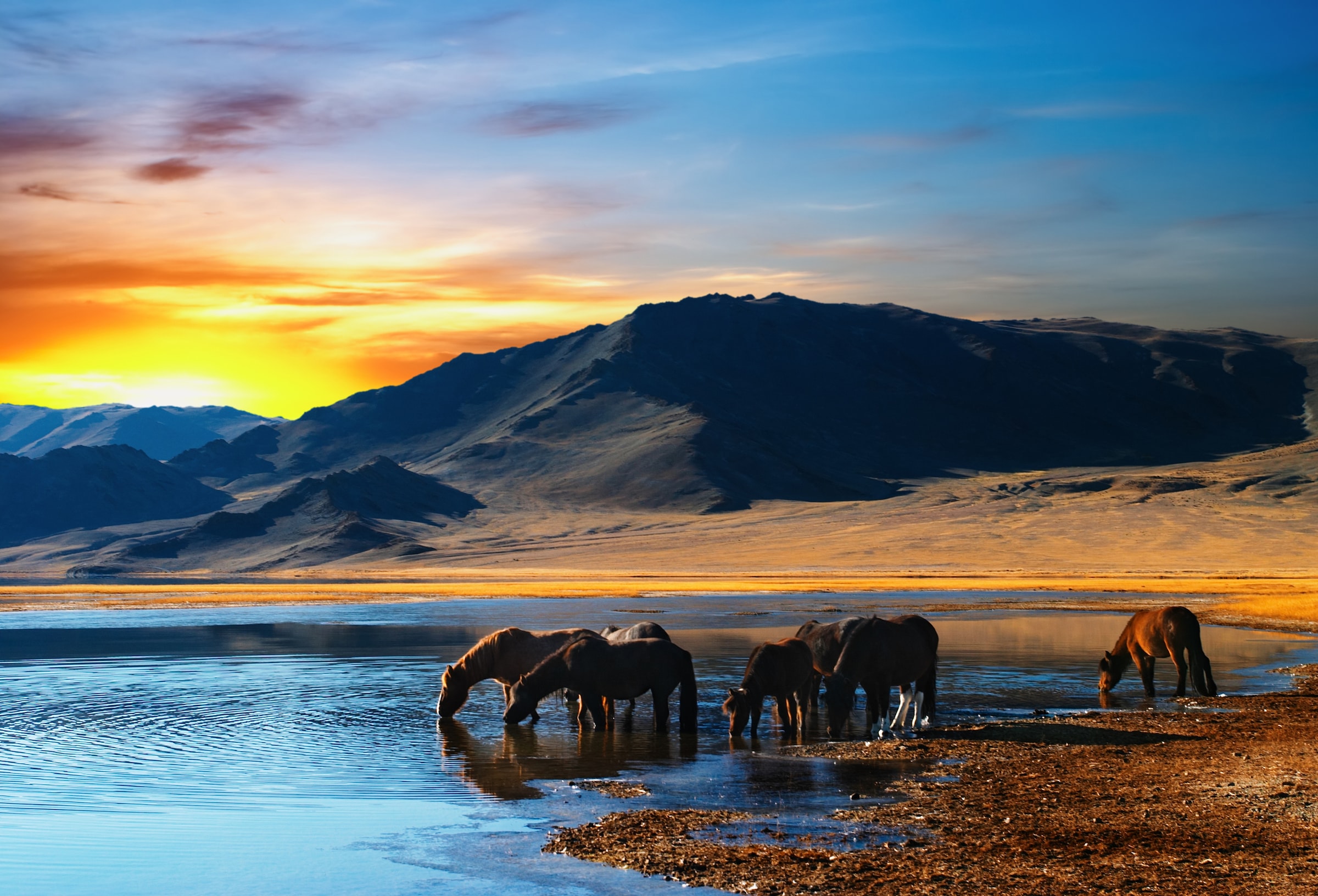 Papermoon Fototapete "Drinking Horses" glatt
