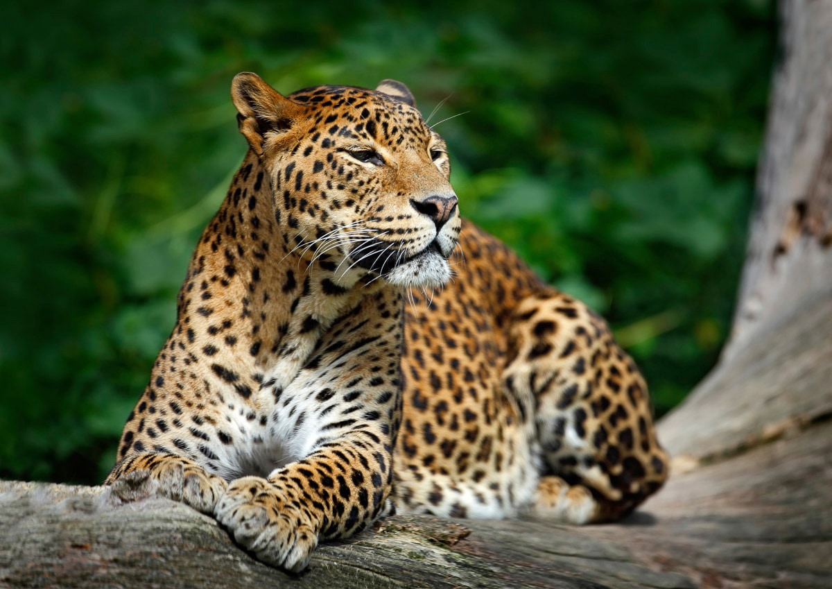 Papermoon Fototapete "Leopard"