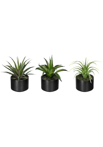 Creativ green Künstliche Zimmerpflanze »Set iš Aloe ...