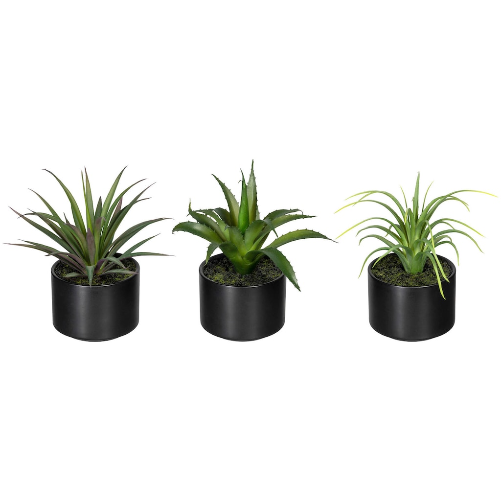 Creativ green Künstliche Zimmerpflanze »Set aus Aloe, Agave und Tillandsie«