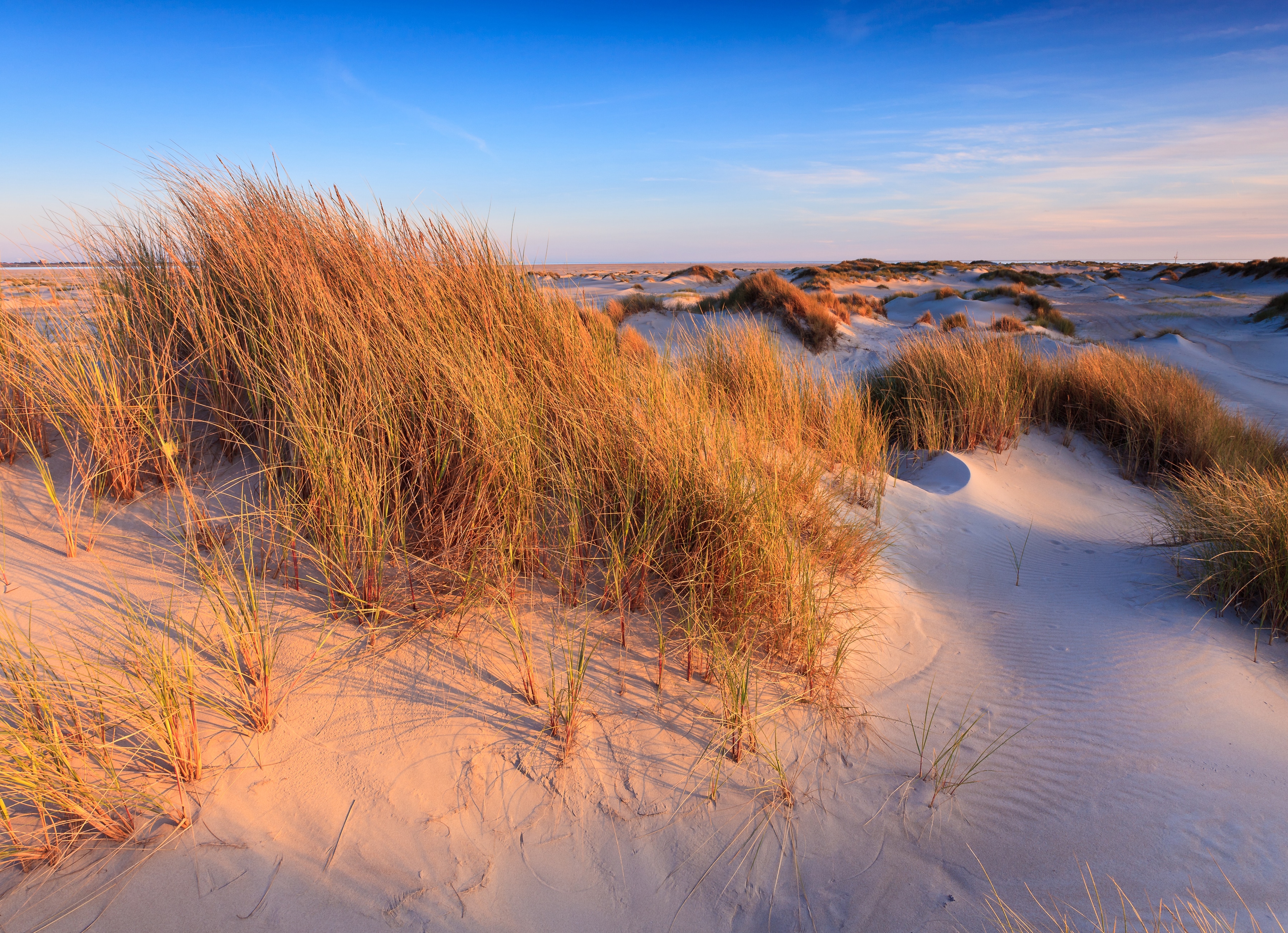 Papermoon Fototapete "Dunes Grass" glatt