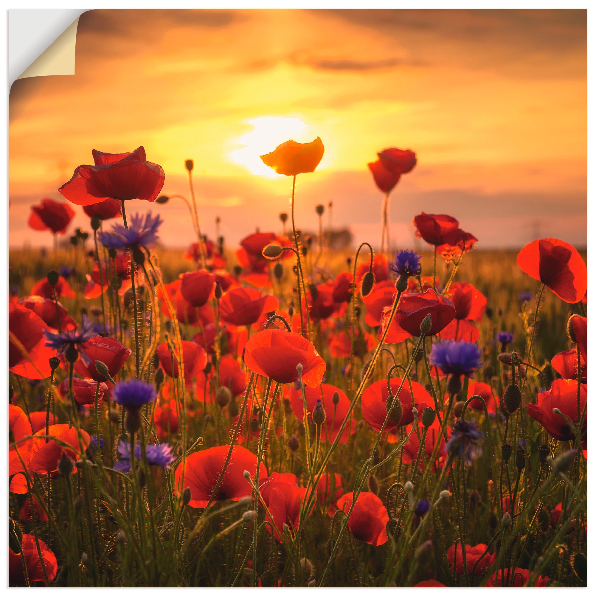  Artland paveikslas »Mohnblumen im Aben...