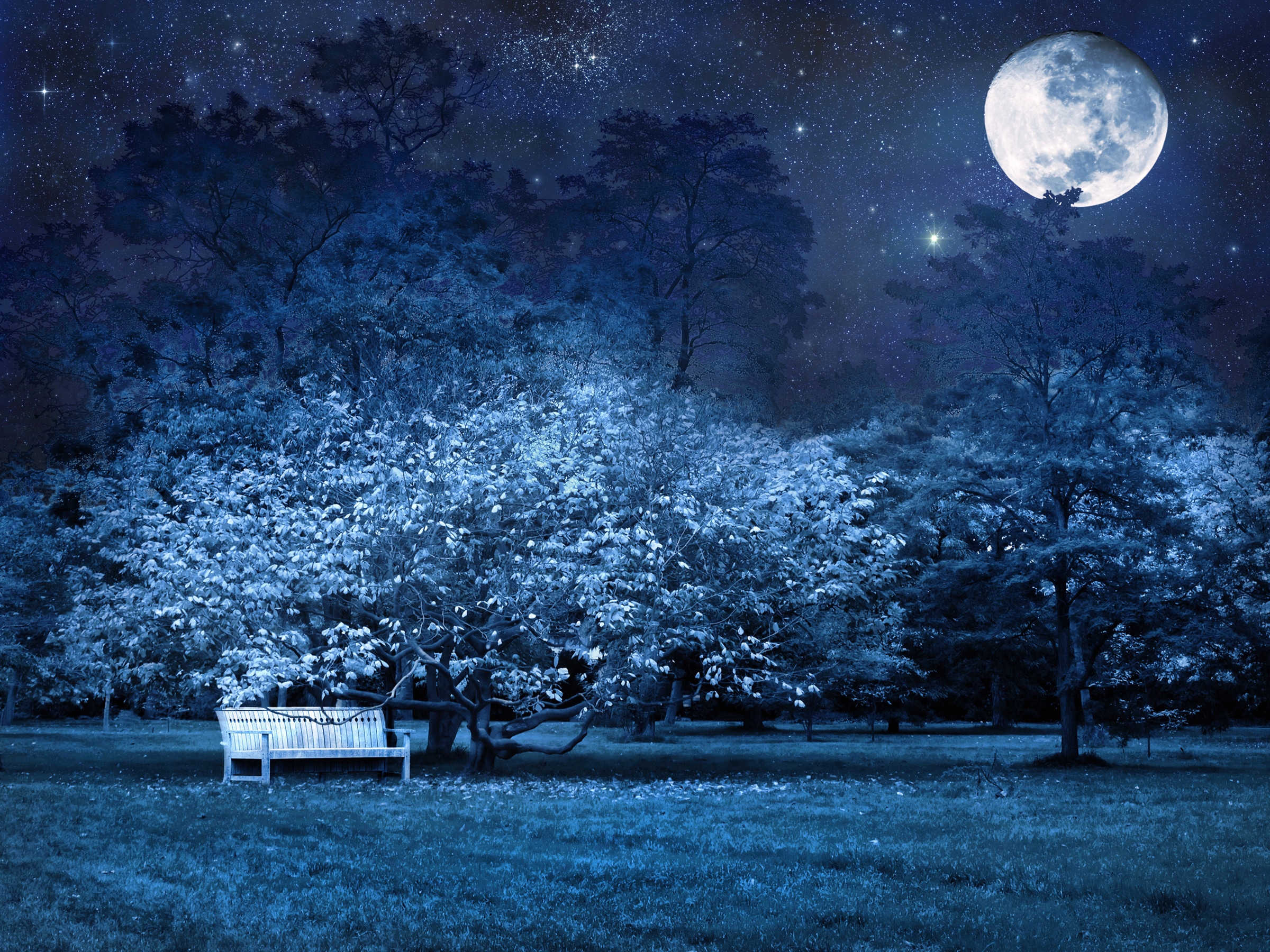 Papermoon Fototapete »VOLLMOND-PARK MOND STERNE NACHT WALD BÄUME MYSTISCH«