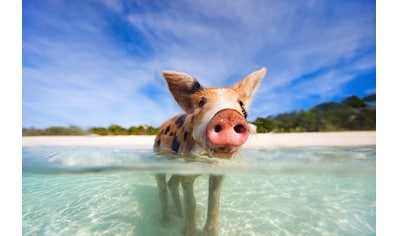 Fototapete »FERKEL-SCHWEIN TIER SCHWIMMEN HUMOR STRAND SÜDSEE PALME«