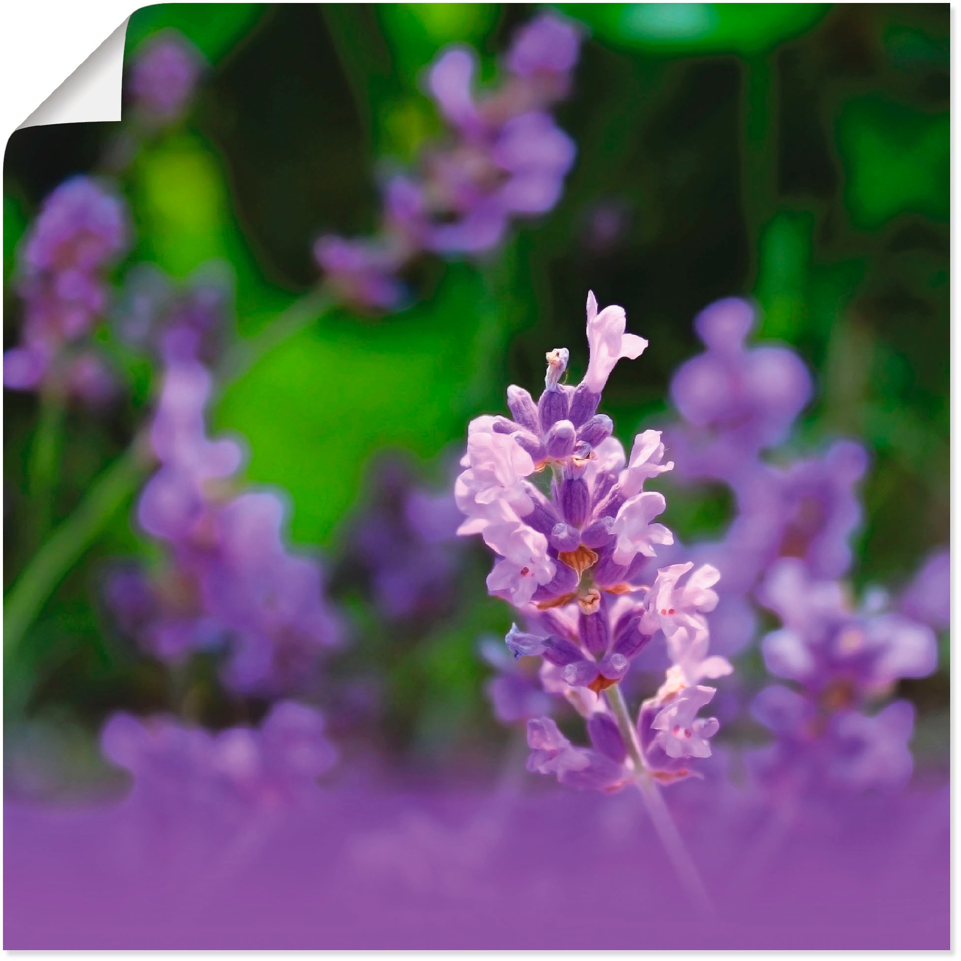 Leinwandbild, »Lavendel«, Black Blumen, (1 Friday in St.), Wandaufkleber Wandbild als Artland versch. oder Größen BAUR | Poster