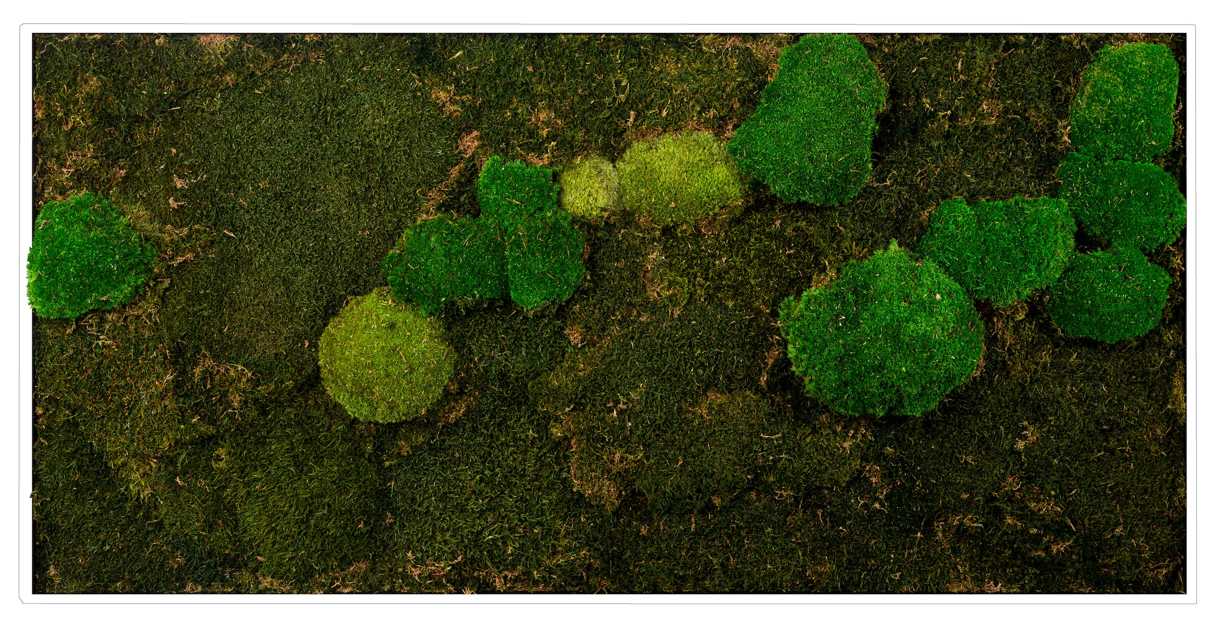 Bönninghoff Bild mit Rahmen "Moosbild "Mix Moos" 60x120 cm, weißer Rahmen" Natur 1 Stk. tlg. handgefertigt, jedes Bild ein Unikat