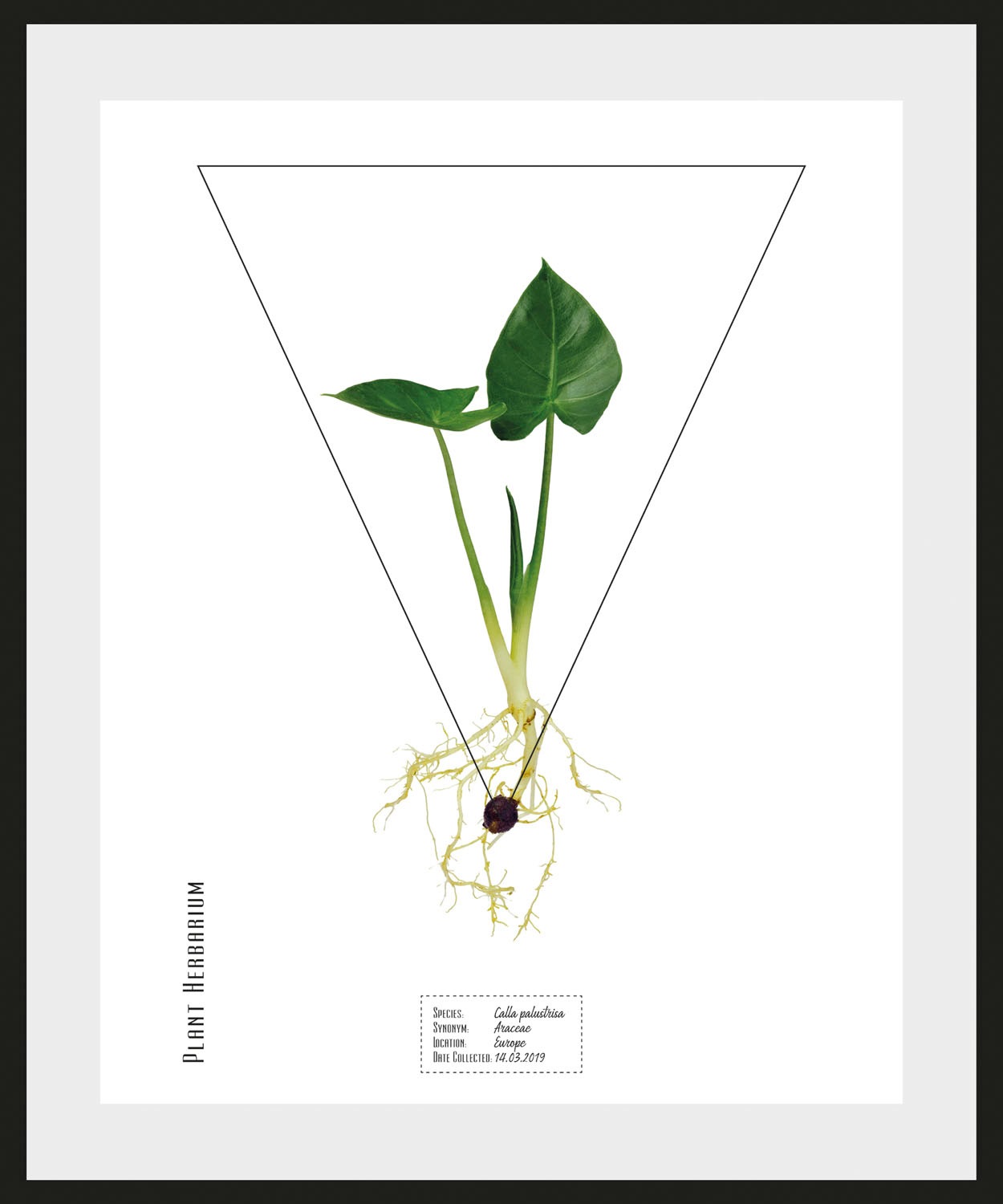 queence Bild "Calla palustrisa", Pflanzen-Pflanzenbilder-Schriftzug, (1 St. günstig online kaufen