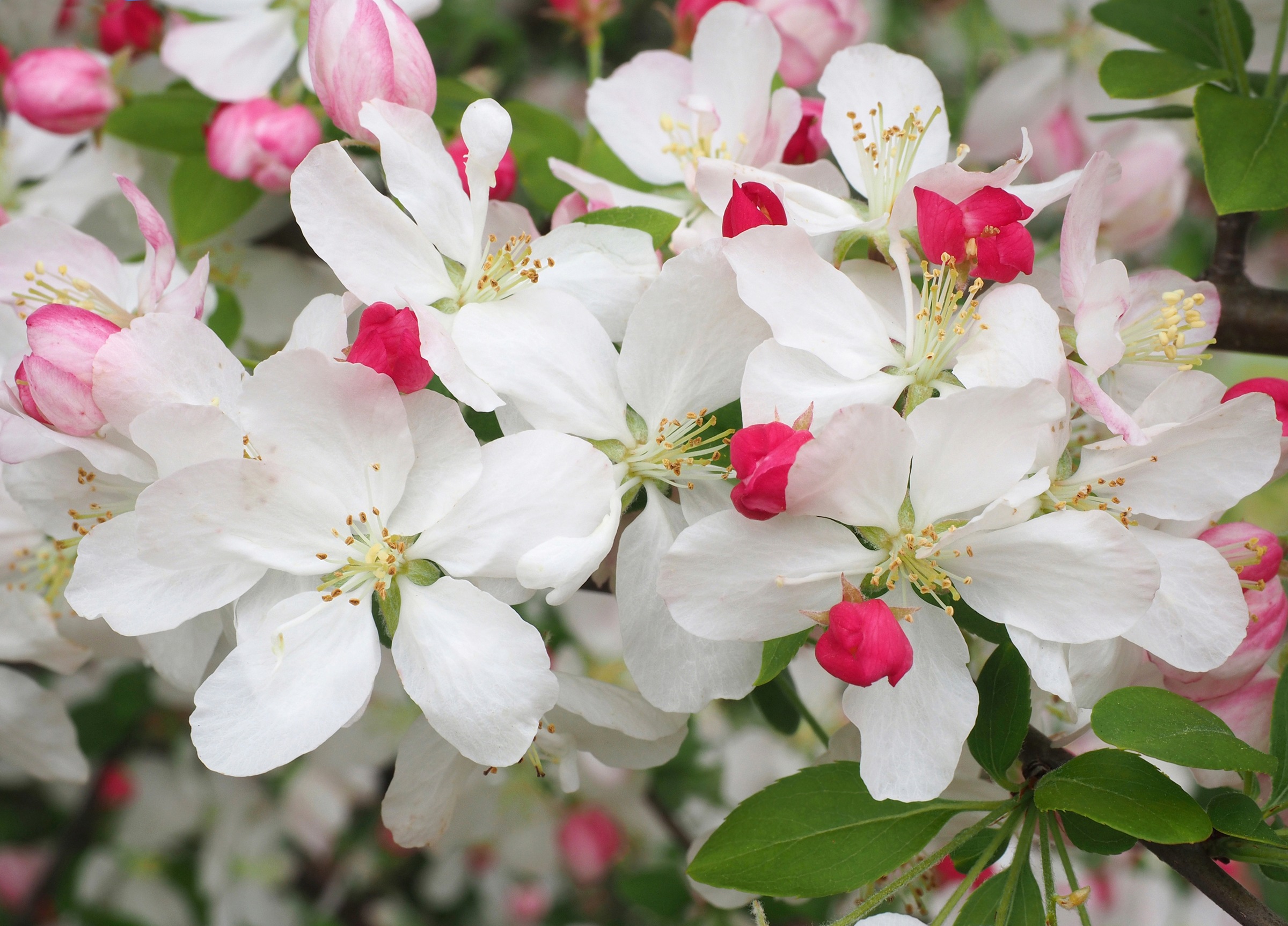 Papermoon Fototapete »WEIßE KIRSCH-BLÜTEN-BLUMEN PFLANZEN DEKOR NATUR MUSTER«