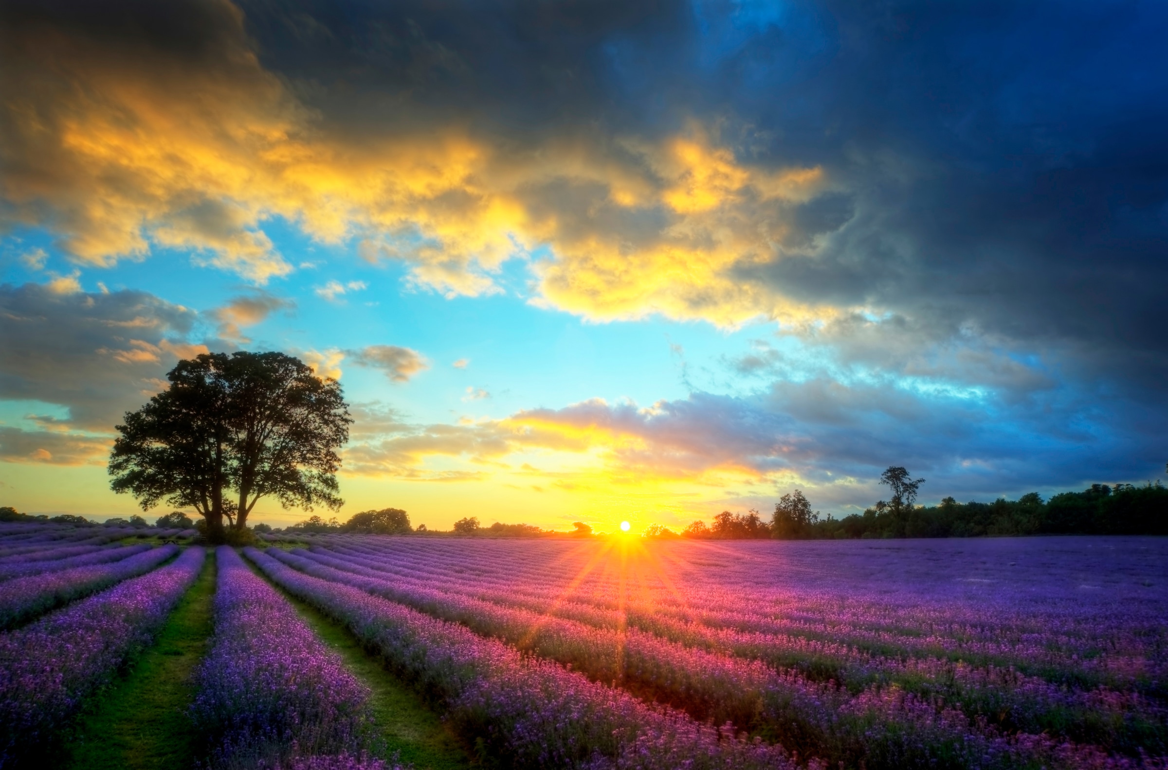 Papermoon Fototapete "Lavender Fields" glatt