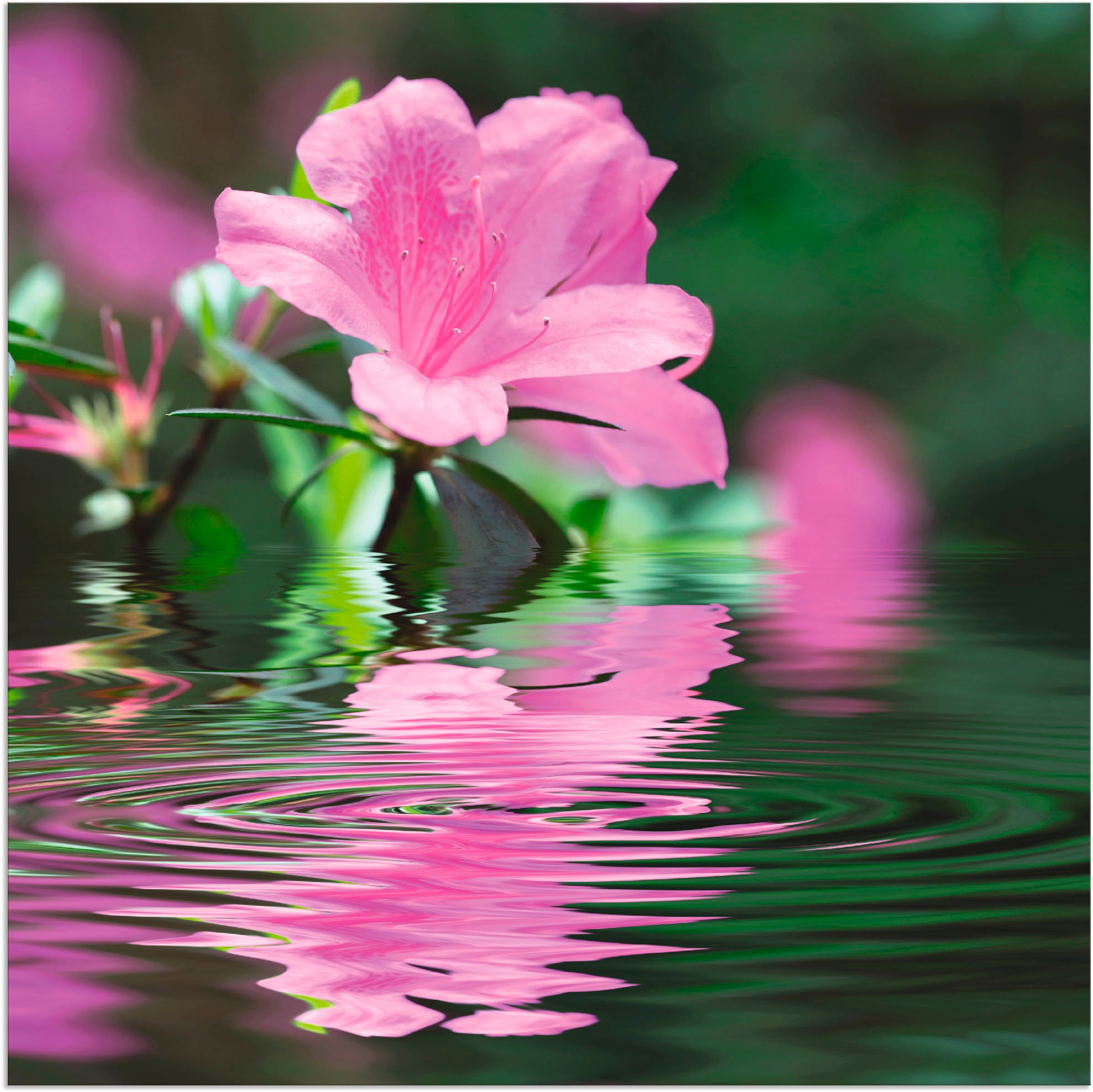 Artland Paveikslas »Azalee« Blumen (1 St.) kai...