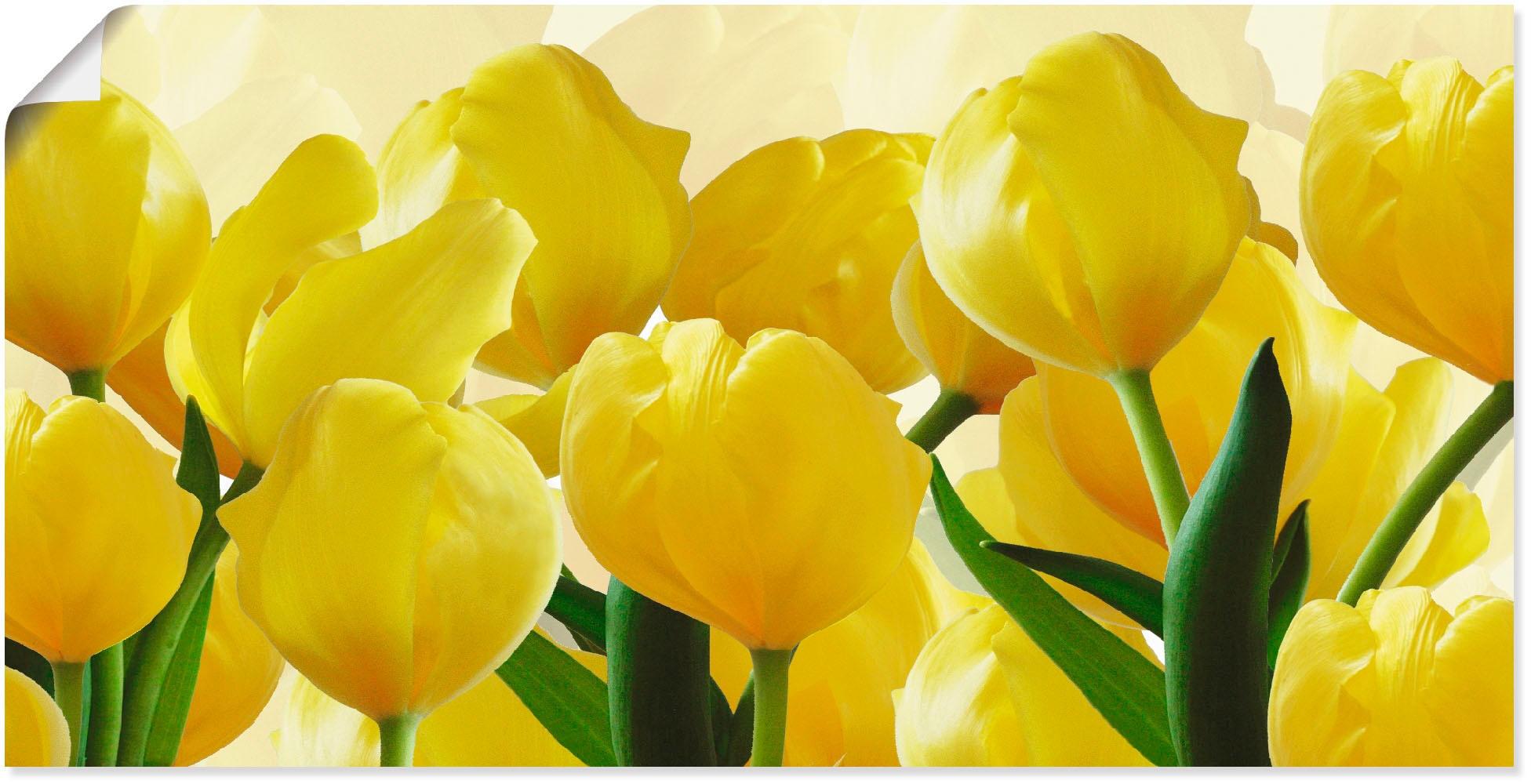 | (1 Poster Alubild, Wandaufkleber oder gelb«, Artland bestellen BAUR als Wandbild St.), »Tulpenfeld versch. Blumen, Größen Leinwandbild, in