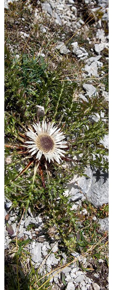 Architects Paper Fototapete »Little Discovery«, Floral Tapete Natur Panel 1,00m x 2,80m