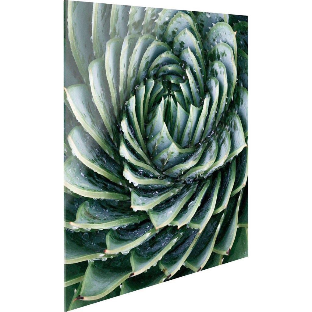 Reinders! Glasbild »Agave Rosette«