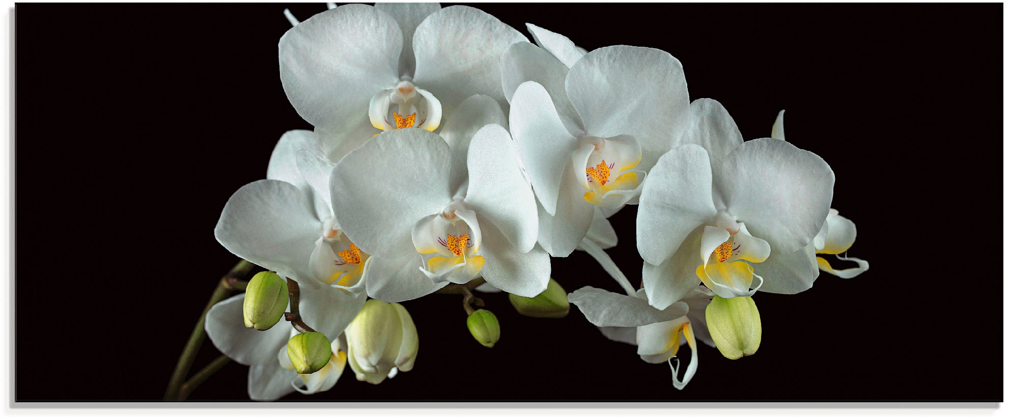 Artland Glasbild "Weiße Orchidee auf schwarzem Hintergrund" Blumen 1 Stk. t günstig online kaufen