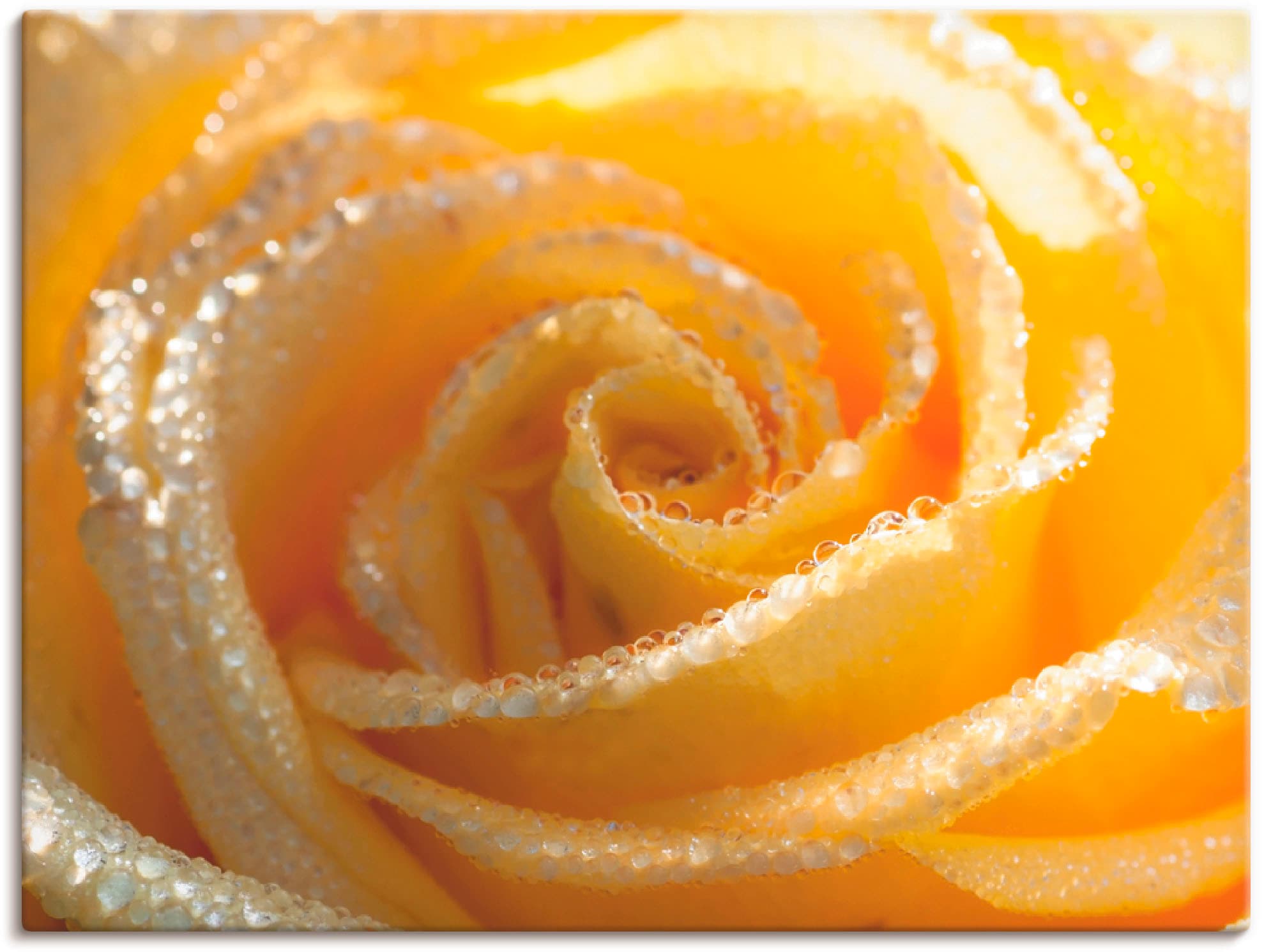 Artland Leinwandbild "Gelbe Rose Makro" Blumen 1 Stk. tlg. auf Holzrahmen gespannt
