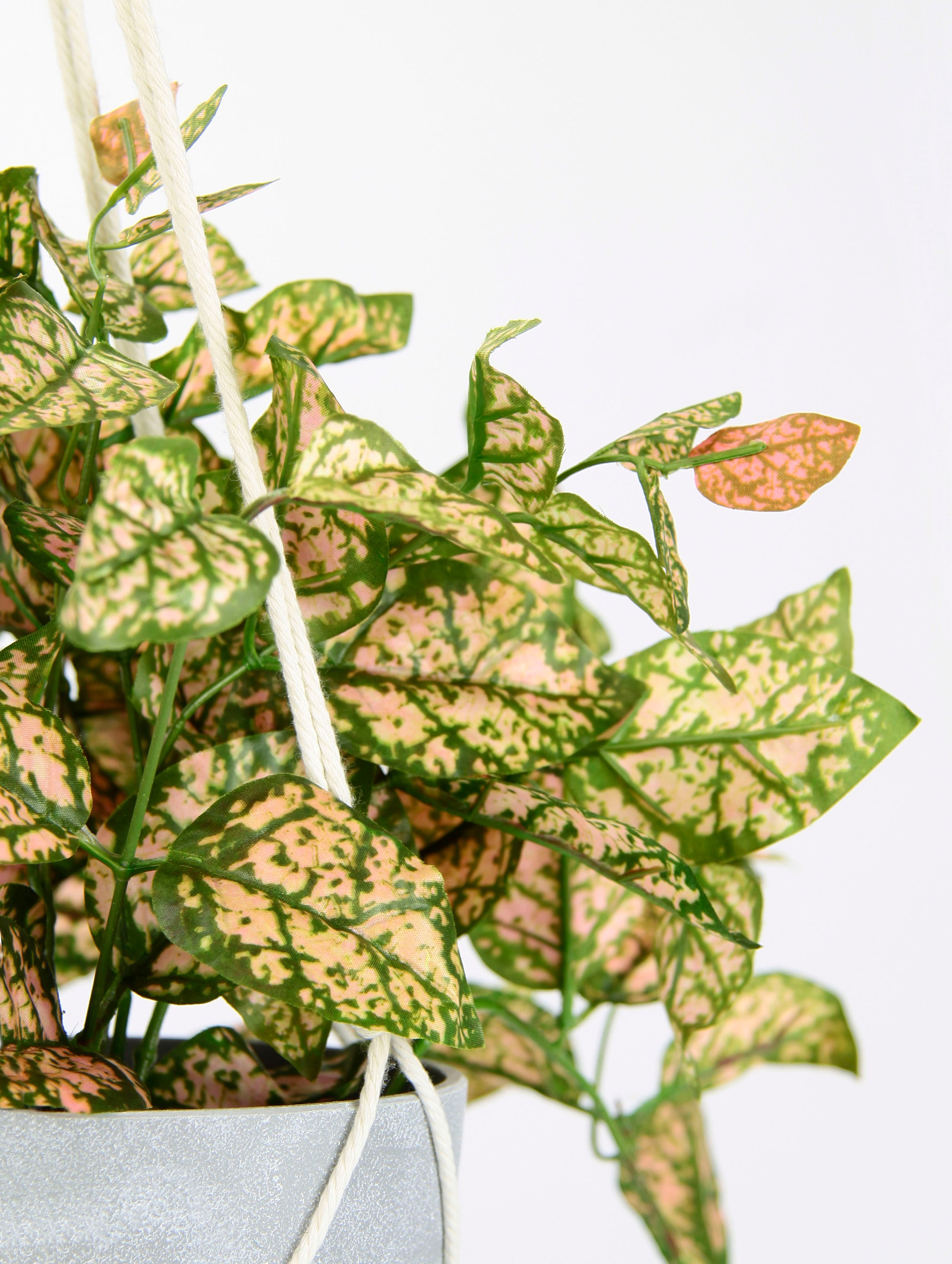 I.GE.A. Kunstpflanze »Künstliche Fittonia mit Hängeampel Topfpflanze bestellen | Kunstpflanze«, Topf BAUR Kunstblume