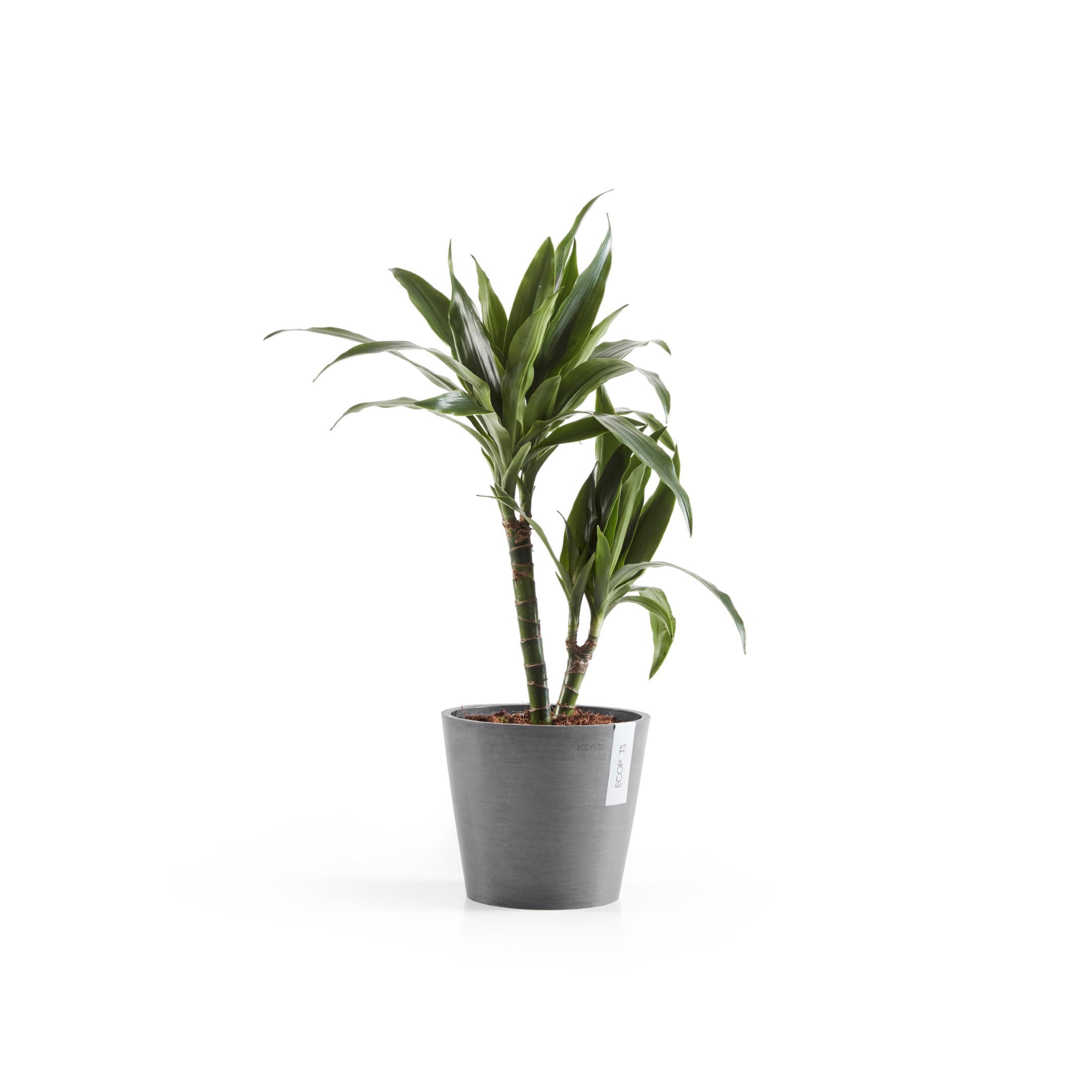ECOPOTS Blumentopf »Amsterdam«, ØxH: 20x17,5 cm
