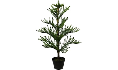 Creativ green Kunstpflanze »Araucarienbaum«, (1 St.), im Kunststofftopf kaufen