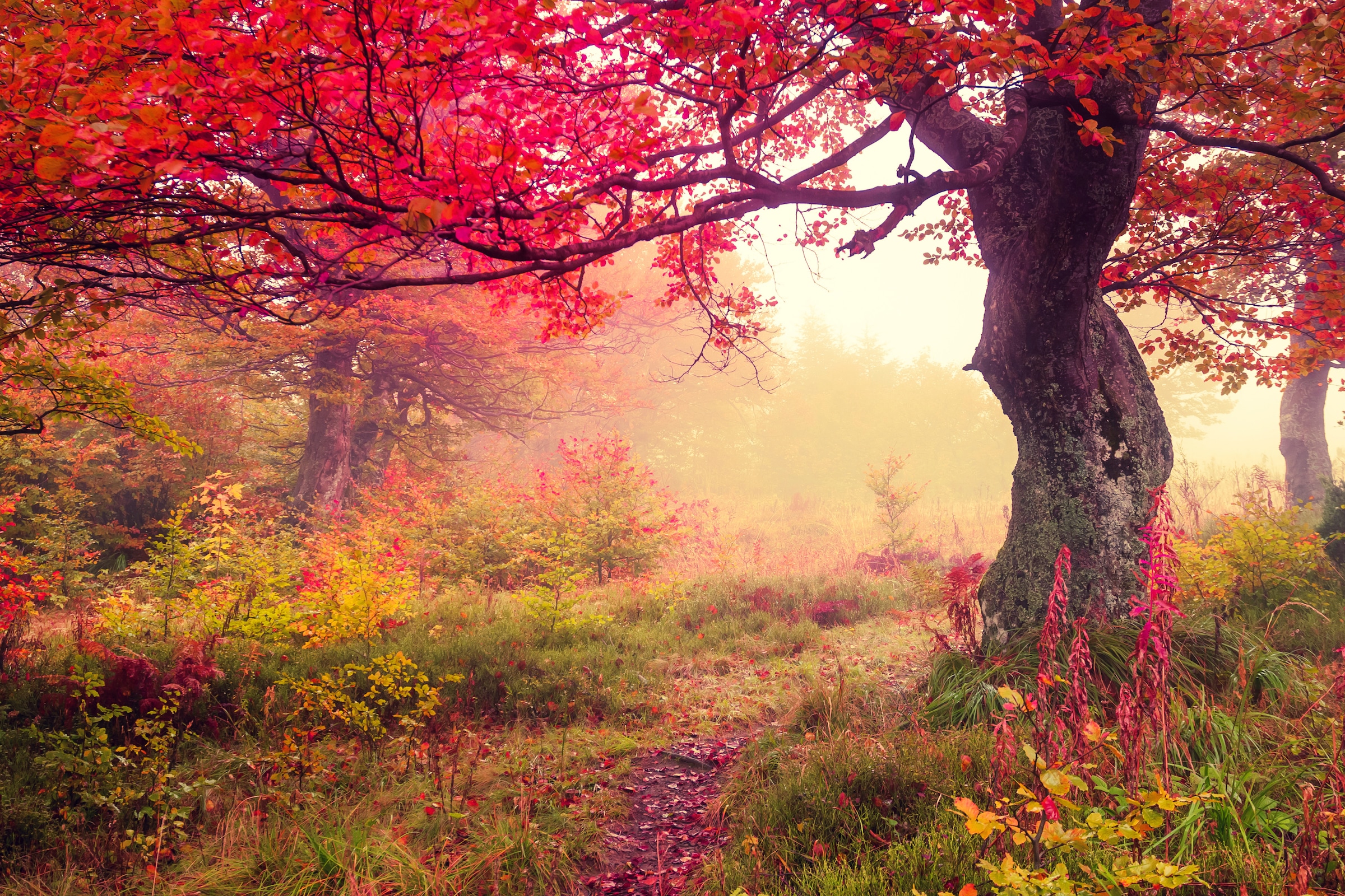 Papermoon Fototapete "Autumn Trees" glatt
