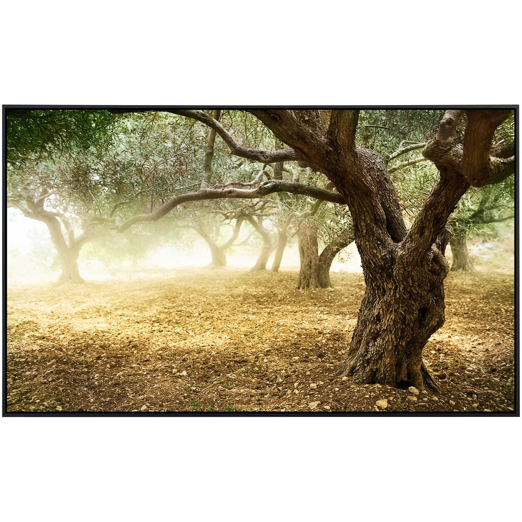 Papermoon Infrarotheizung »Alte Olivenbäume«