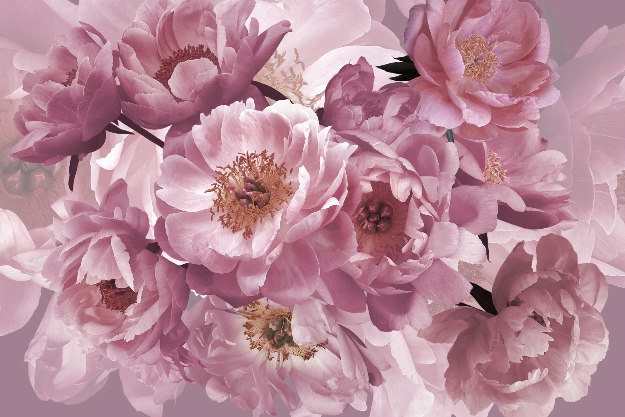 Papermoon Fototapete "BLUMEN ABSTRAKT-MUSTER DESIGN ROSEN BLUMEN DECOR RETRO"