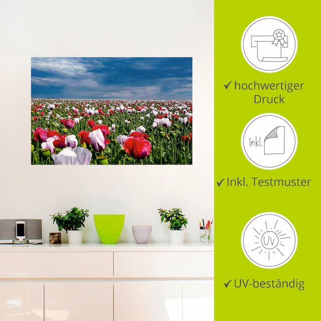 Wandbild (1 Wandaufkleber St.), oder »Blühende als BAUR versch. | Alubild, Leinwandbild, in Blumenwiese, bestellen Mohnblumen«, Poster Artland Größen