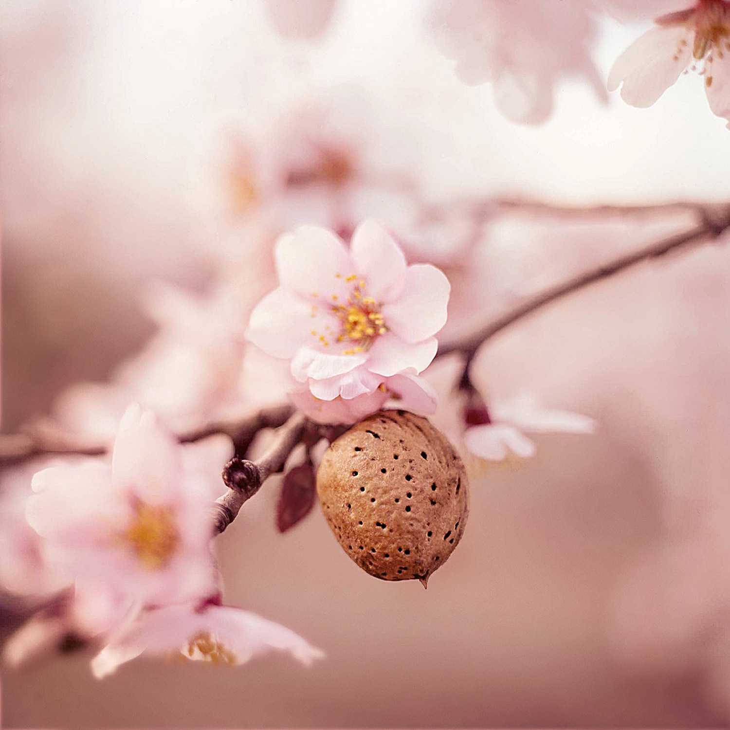 WELEDA Körperbutter »Weleda Mama Schwangerschafts-Body Butter«