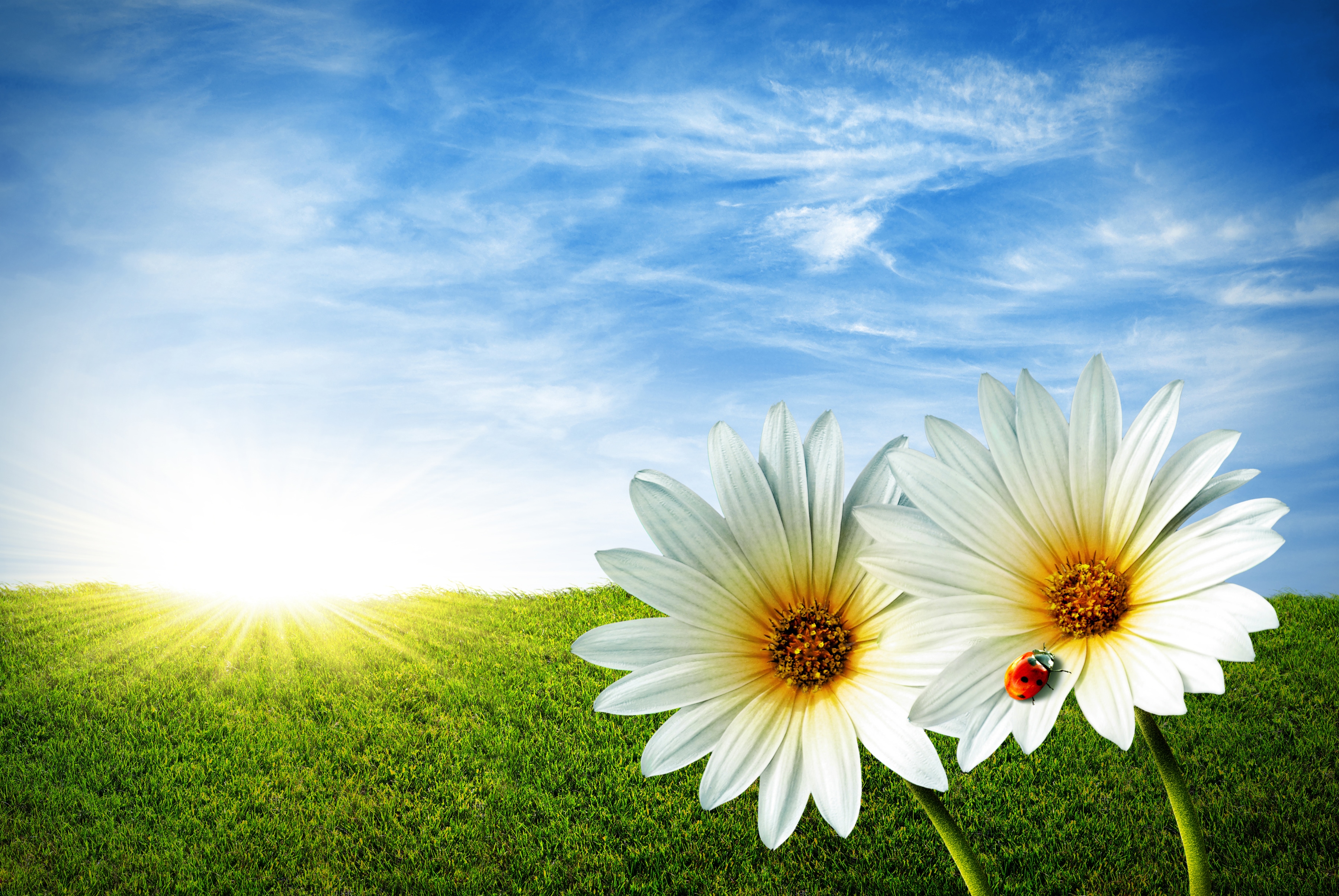 Papermoon Fototapete "Spring Daisies" glatt