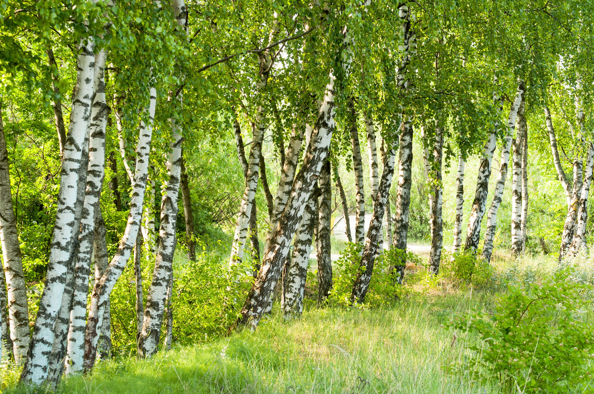 Papermoon Fototapete "Birch Tree Forest" glatt