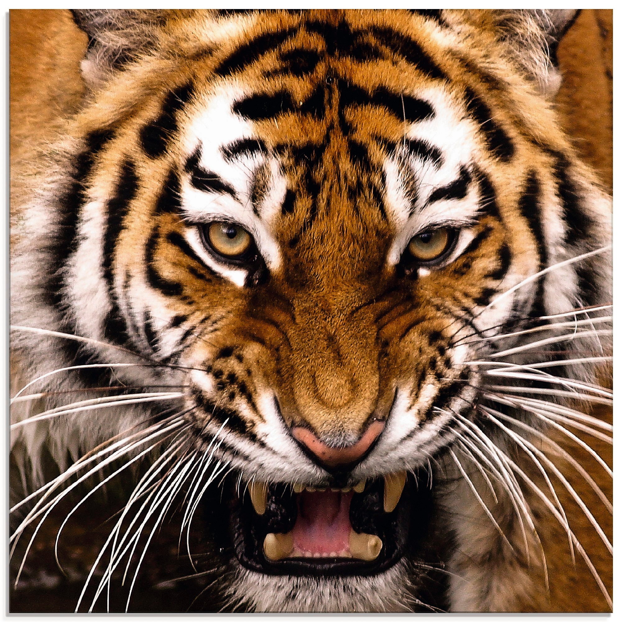 Artland Glasbild "Tiger Kopf", Wildtiere, (1 St.), in verschiedenen Größen