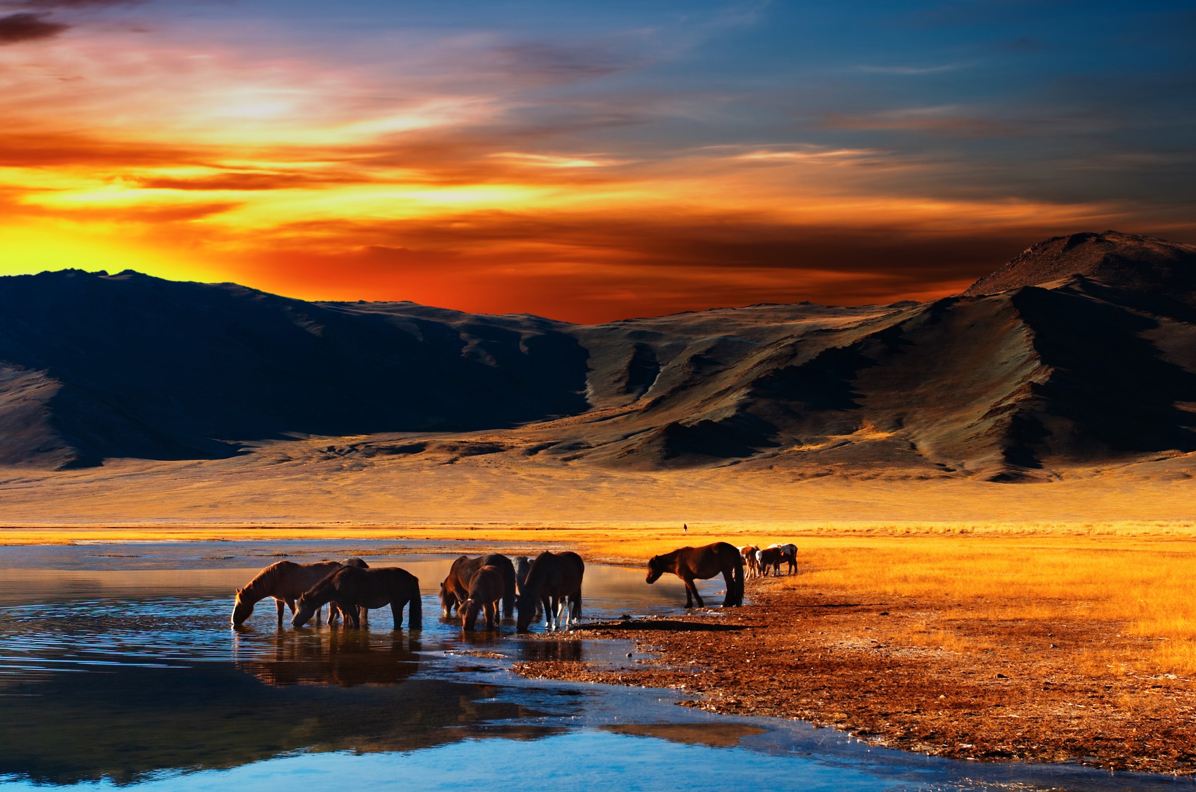 Papermoon Fototapete "Mongolian Horses" glatt