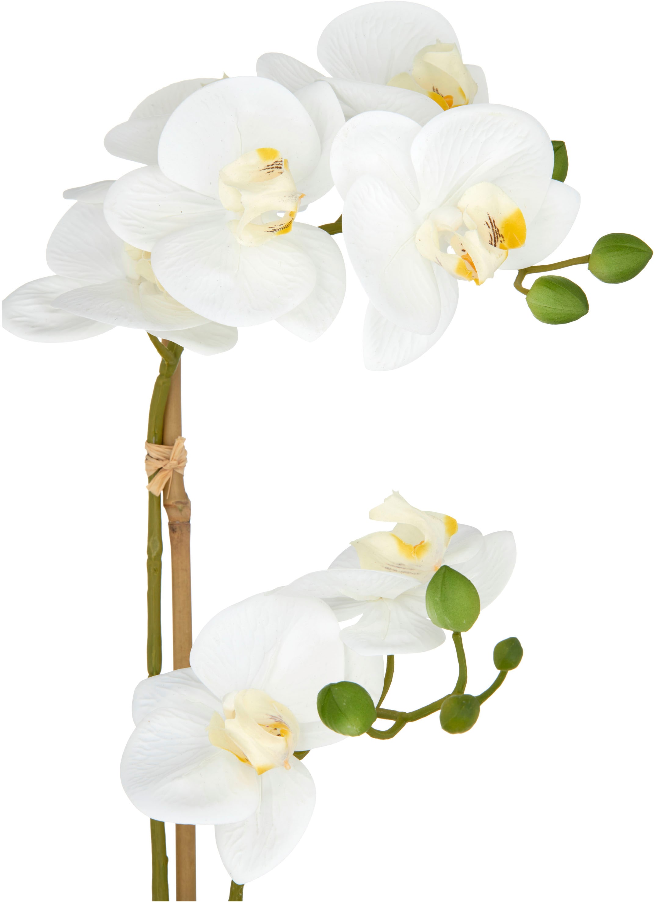 Creativ green Kunstorchidee »Orchidee Phalaenopsis« mit dauerhafter Blütenpracht
