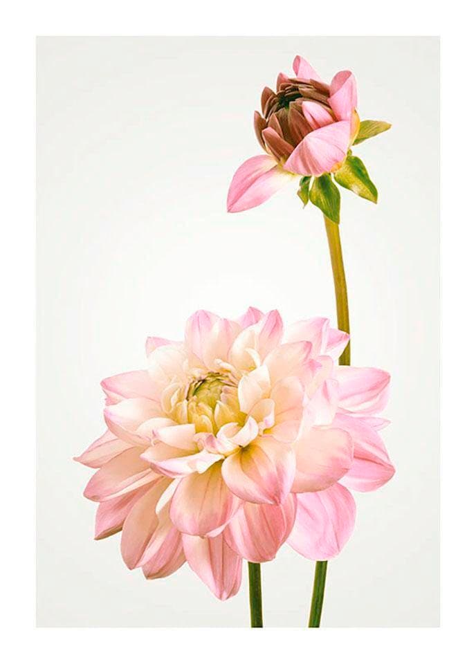 Komar Poster »Dahlia«, Blumen, (1 St.), Kinderzimmer, Schlafzimmer,  Wohnzimmer | BAUR