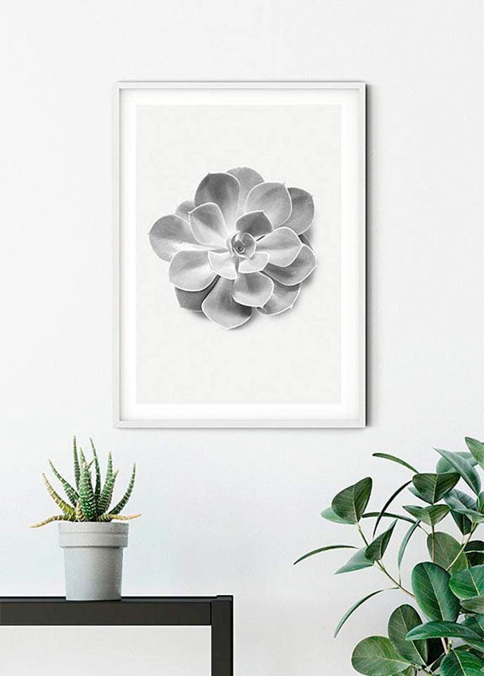 Komar Bild »Succulent Aeonium«, Pflanzen-Blätter, (1 St.), Wandbild zur Dekoration - ohne Rahmen