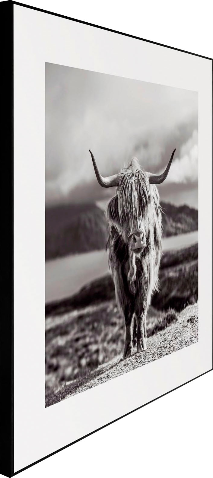 | BAUR 50x50 »Slim kaufen Wandbild Cow« Frame Black Highland Reinders!