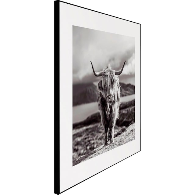 Reinders! Wandbild »Slim Frame Black 50x50 Highland Cow« kaufen | BAUR