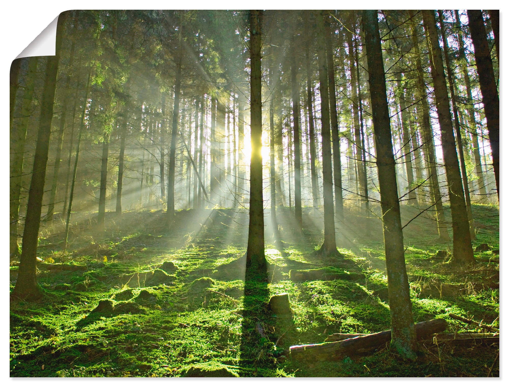 in Größen Alubild, Wald, »Wald Poster Wandaufkleber versch. als kaufen Leinwandbild, im Artland (1 Gegenlicht«, St.), BAUR | Wandbild oder