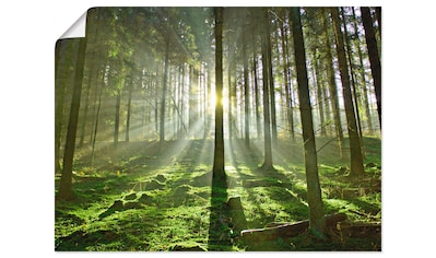 Wandbild »Wald im Gegenlicht«, Wald, (1 St.)