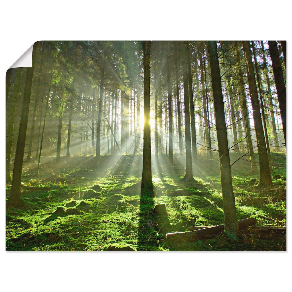 Artland Wandbild »Wald im Gegenlicht«, Wald, (1 St.)