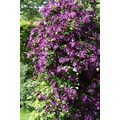 BCM Kletterpflanze »Waldrebe 'Etoile Violette'«, (1 St.), Höhe: 40-60 cm, 1 Pflanze