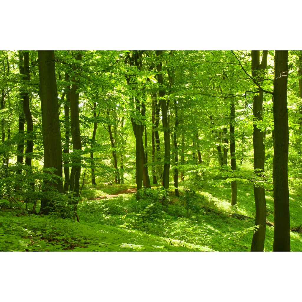 Papermoon Fototapete »German Beech Forest«