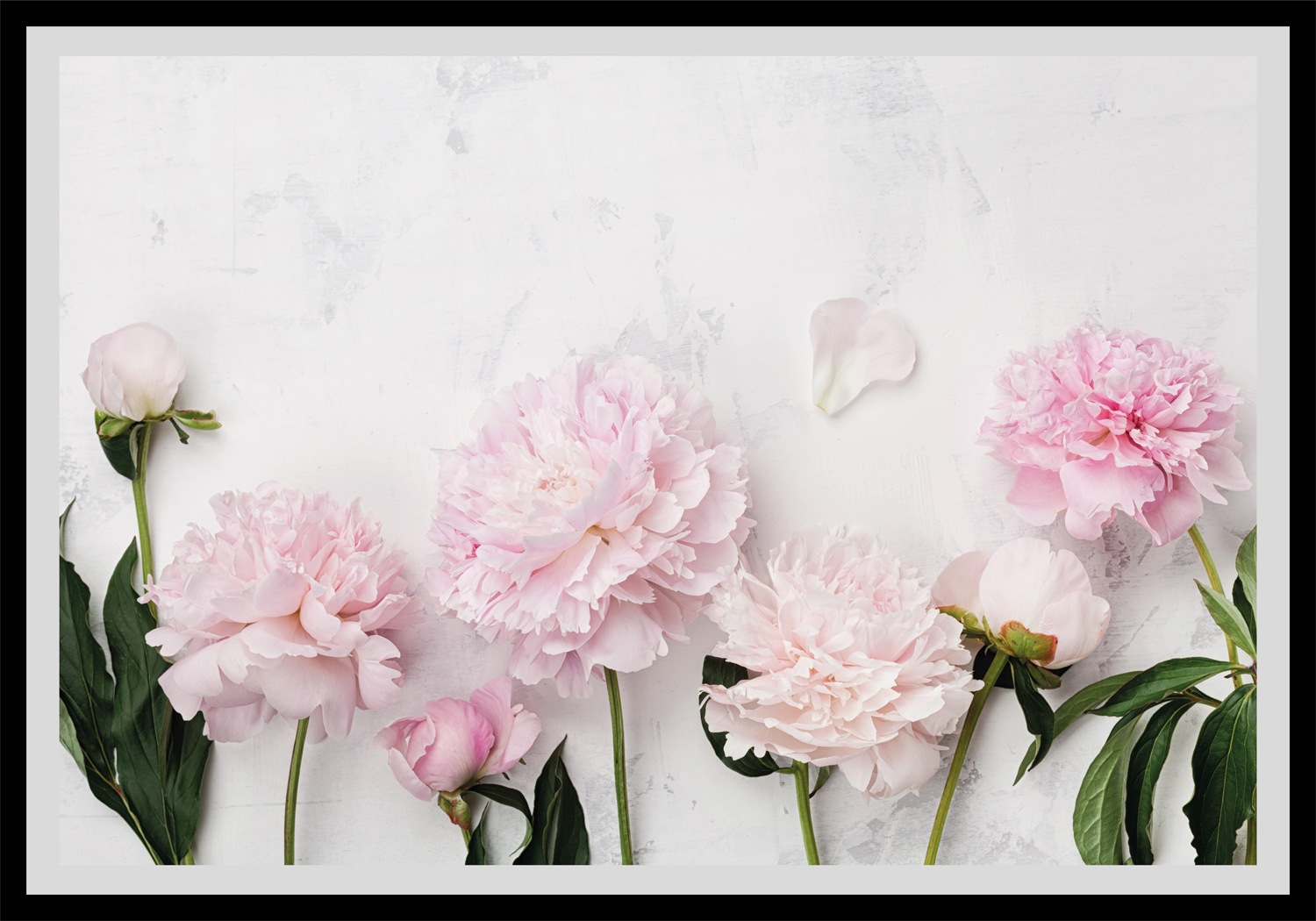queence Paveikslas »Bella« Blumen gerahmt Rose...