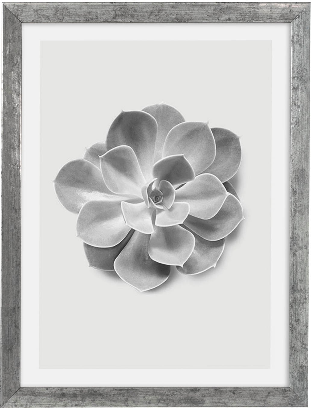 Bild mit Rahmen »Succulent Aeonium«, maschinell