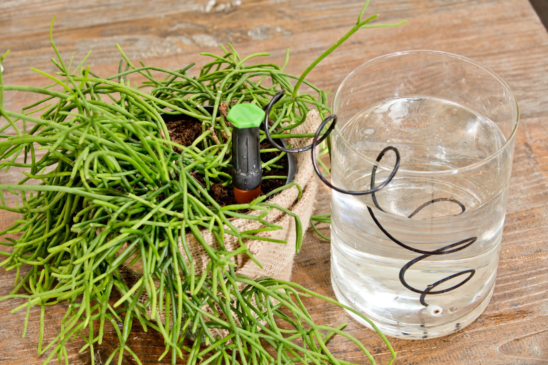 Windhager Tropfer »Wasserspender« (Set, 3 Stk. tlg.)  zur konstant dosierten Bewässerung von Zimmerpflanzen