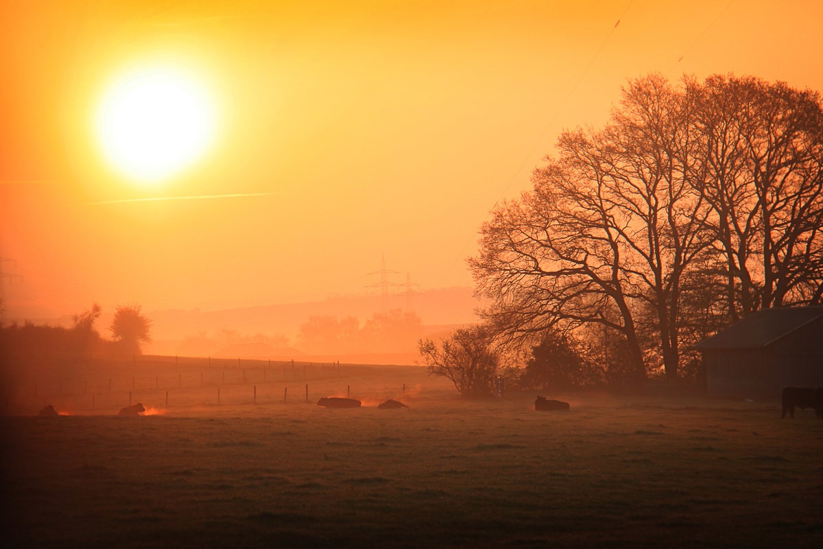 Papermoon Fototapete "Sonniger nebliger Sonnenaufgang" günstig online kaufen