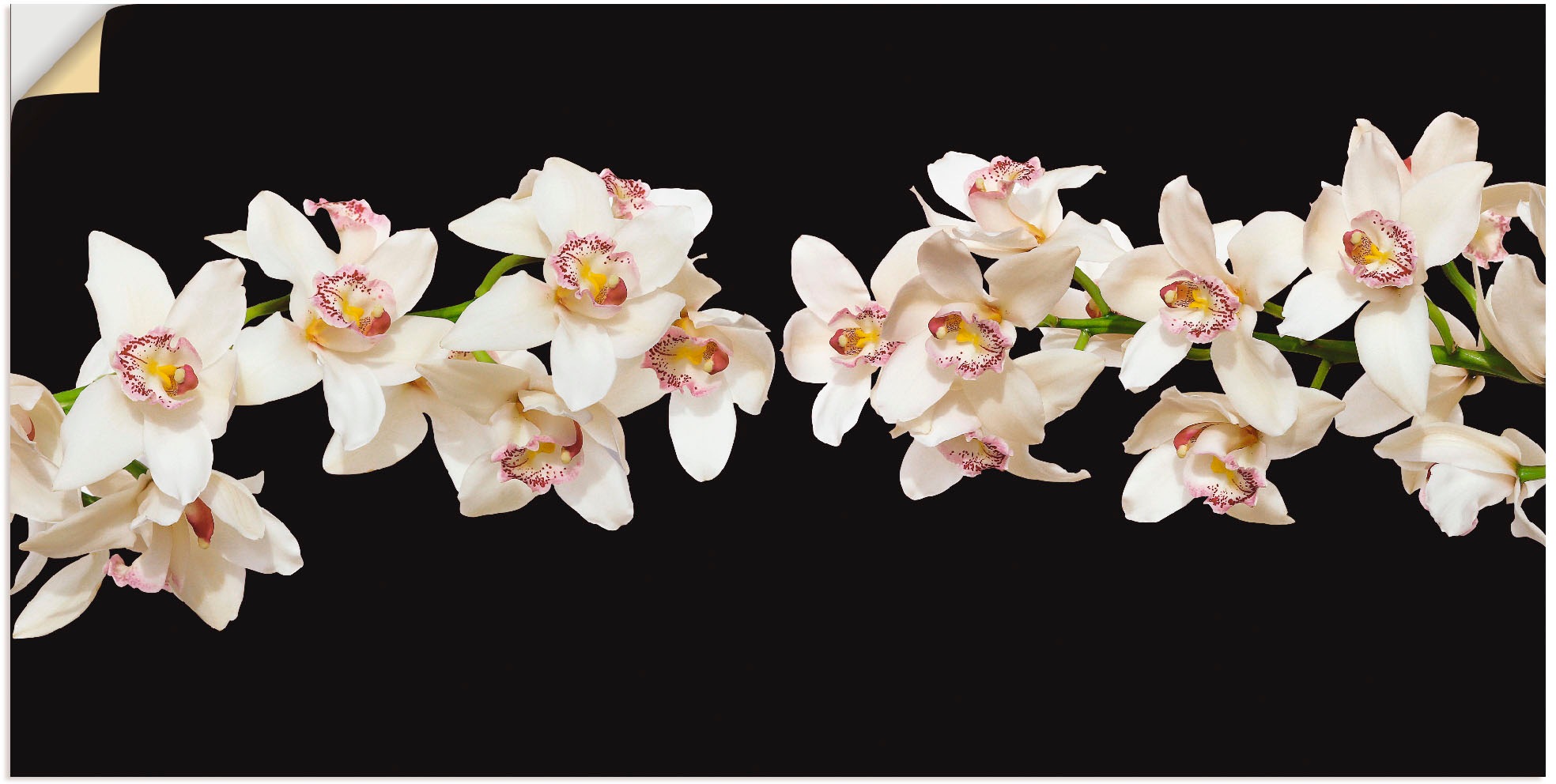 Artland Wandfolie "Weiße Orchideen", Blumen, (1 St.), selbstklebend
