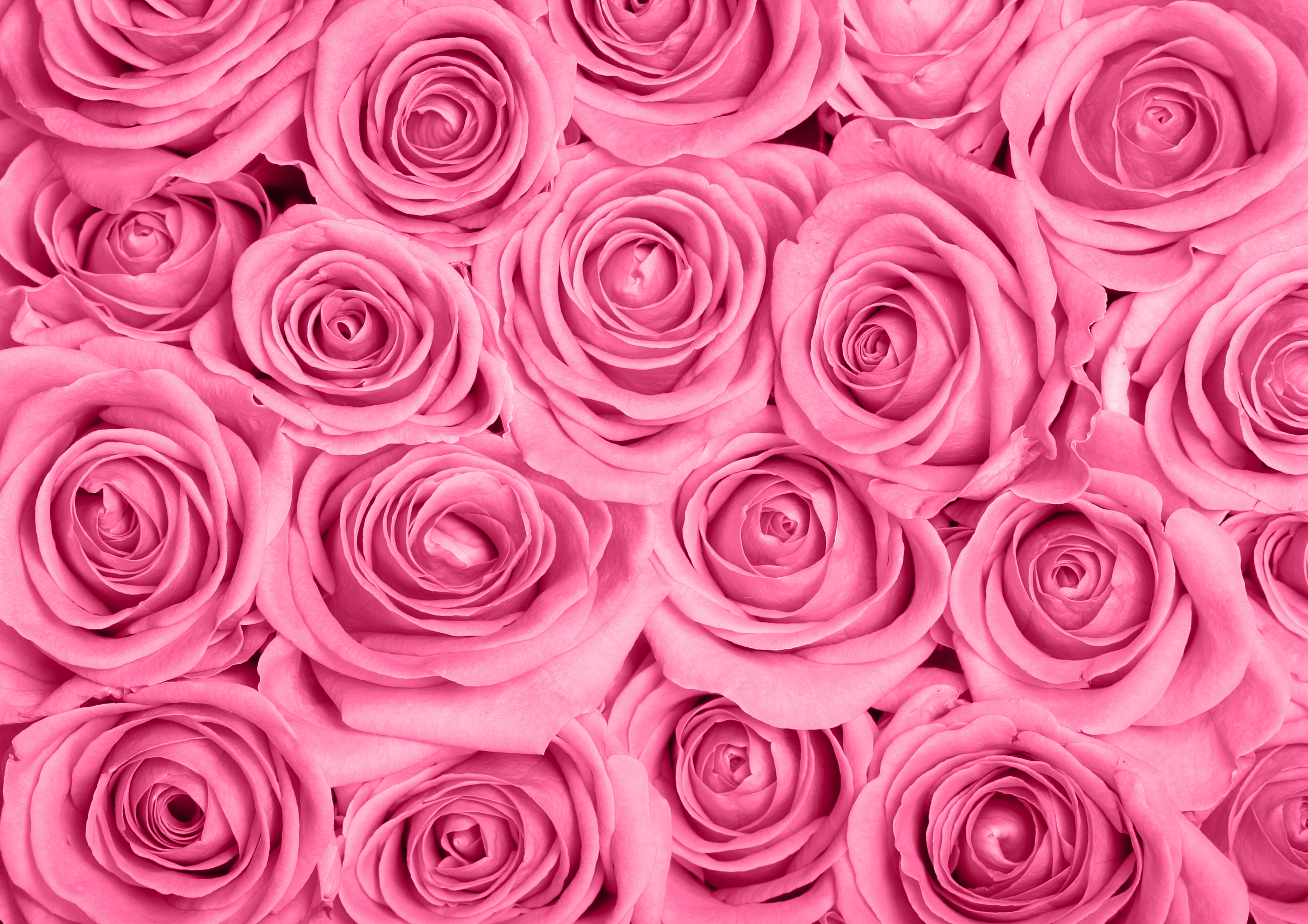 Papermoon Fototapete "Pink Roses" glatt
