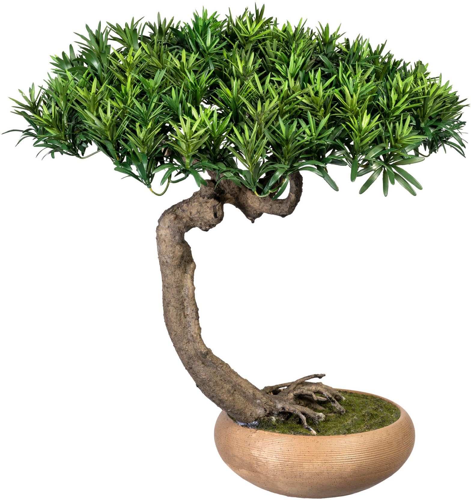 Creativ green Kunstbonsai »Bonsai Podocarpus Shankan...
