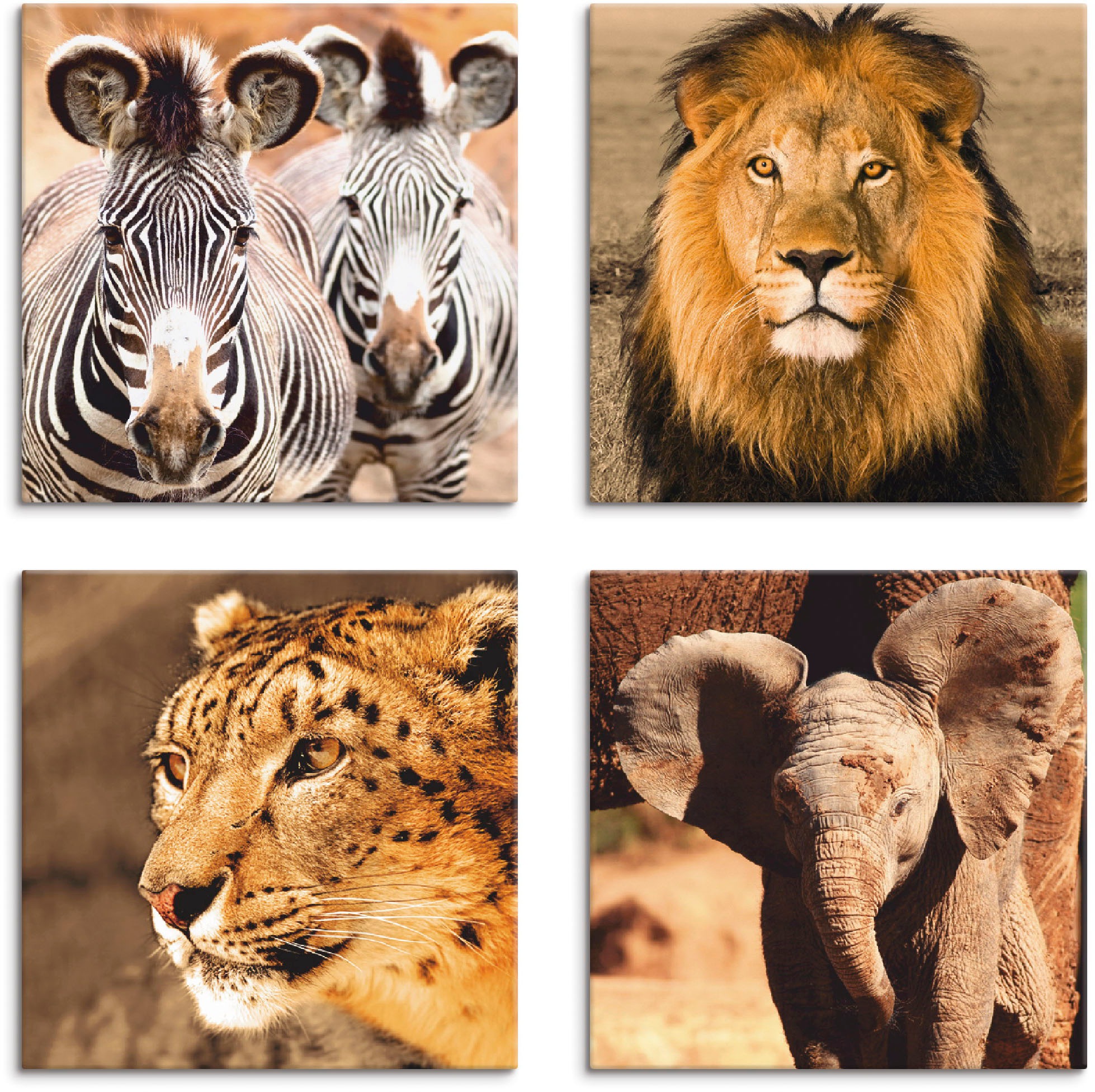 Artland Leinwandbild "Zebras Löwe Schneeleopard Elefanten", Wildtiere, (4 St.), 4er Set, verschiedene Größen