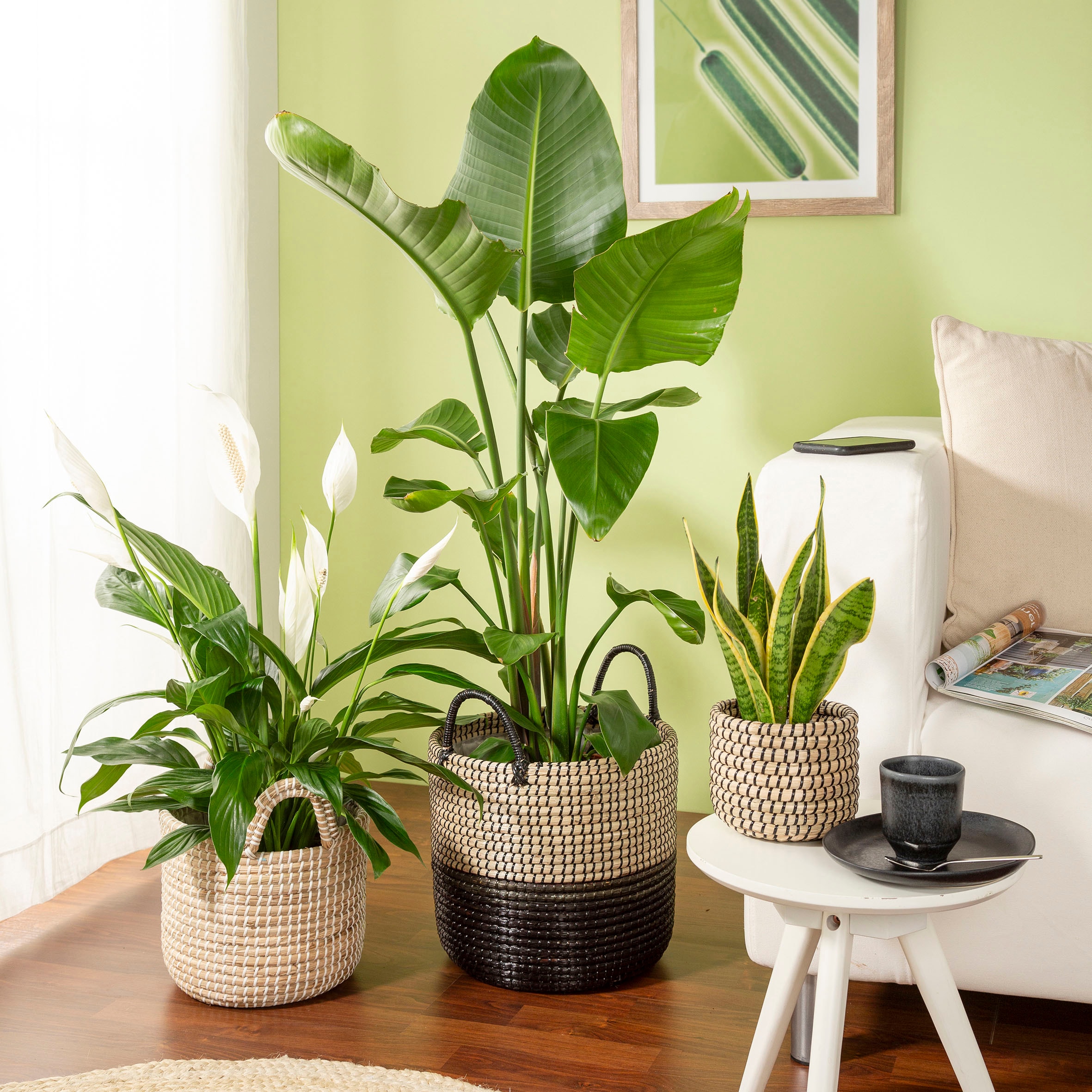 Scheurich Blumentopf »nature black 27/515«